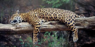 En riesgo, la mitad de la población nacional de jaguares si el Tren Maya no cumple ley ambiental