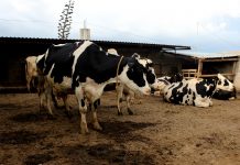 Foto: Secretaría de Desarrollo Rural