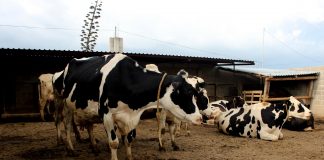 Foto: Secretaría de Desarrollo Rural