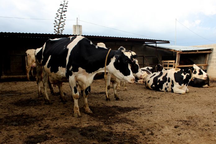 Foto: Secretaría de Desarrollo Rural