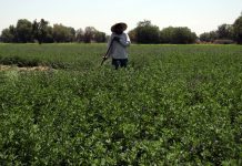 Foto: Secretaría de Desarrollo Rural