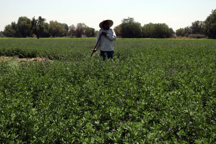 Foto: Secretaría de Desarrollo Rural