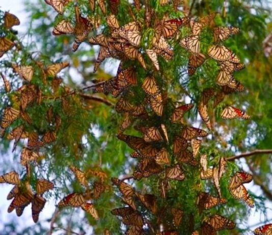 Impulsa Gobierno de Tamaulipas conservación de la ruta migratoria de la mariposa monarca