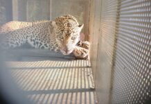 Rescata y libera Comisión de Parques ejemplar de jaguar