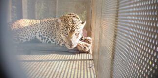 Rescata y libera Comisión de Parques ejemplar de jaguar