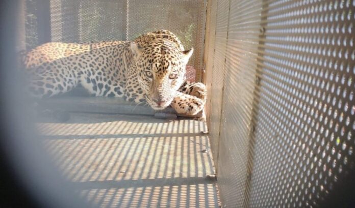 CPB-044-2025.-Rescata-y-libera-Comision-de-Parques-ejemplar-de-jaguar-1-850x500